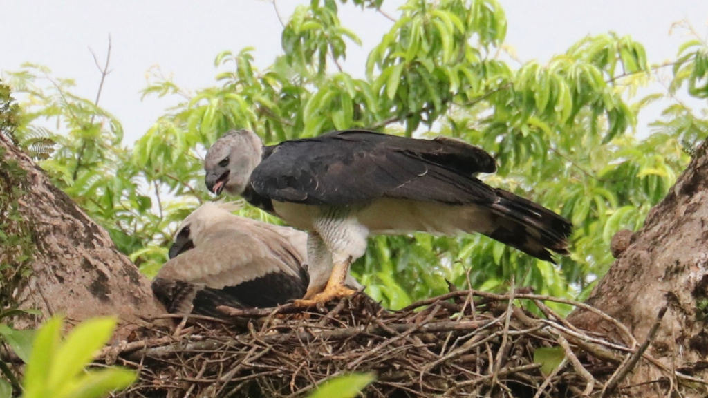 Harpy Eagle