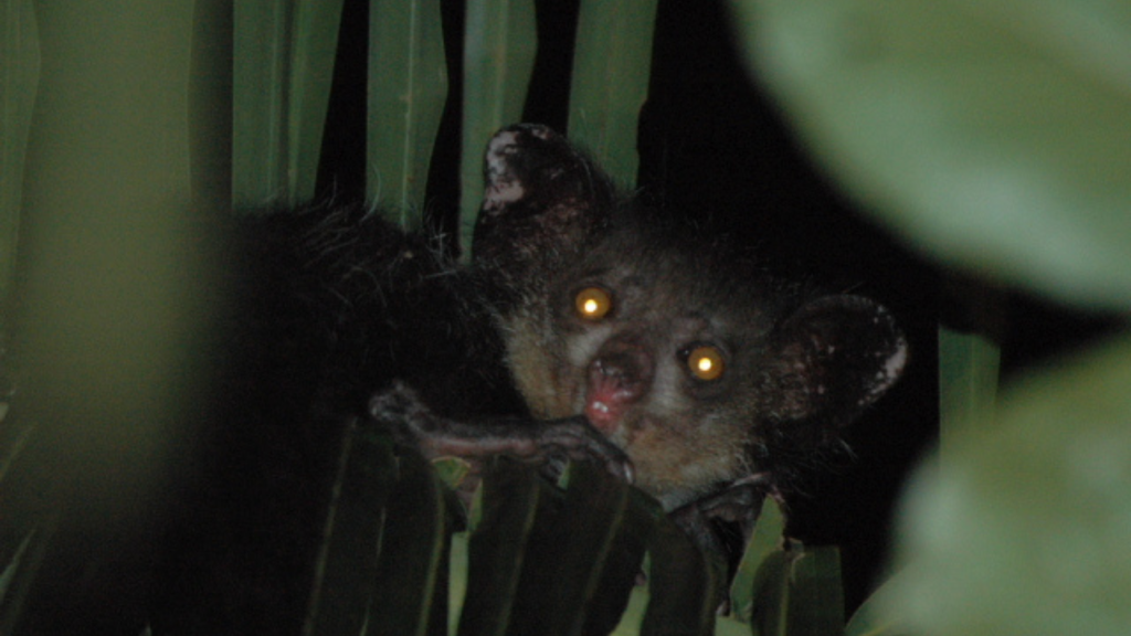 Aye-Aye