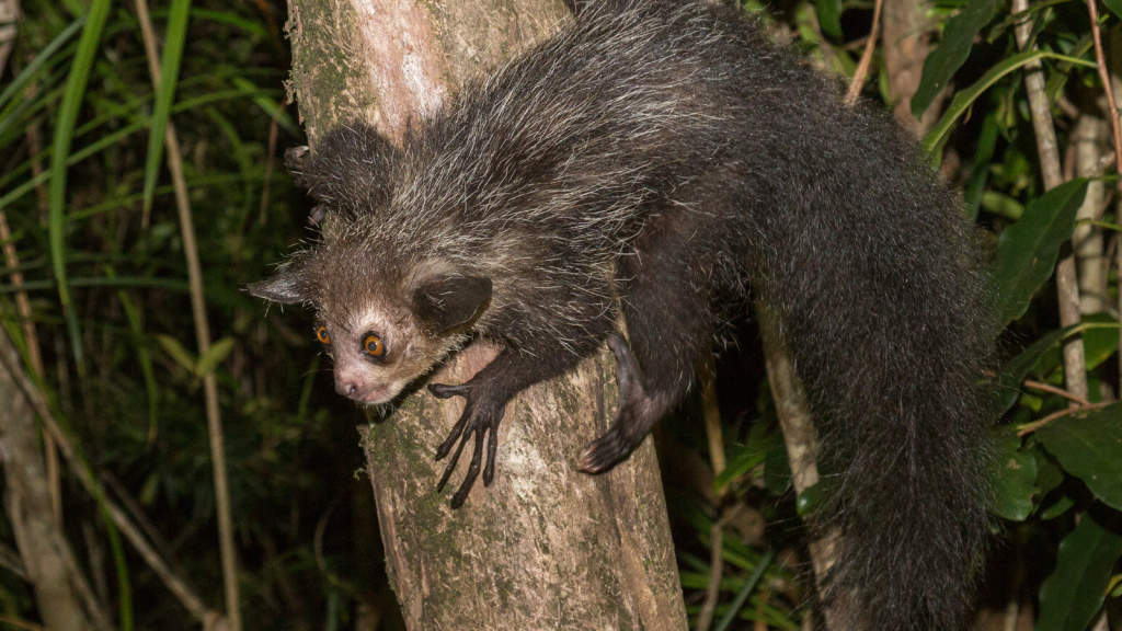 Aye-Aye