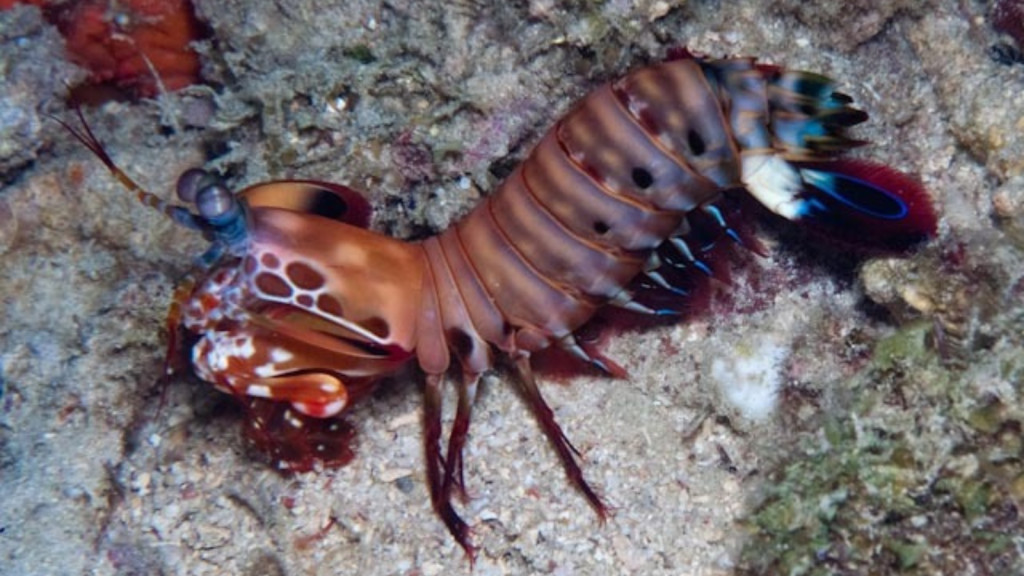 Peacock Mantis Shrimp