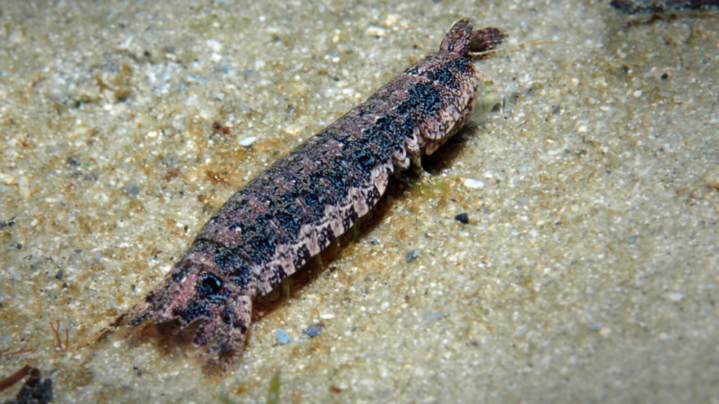 Common Mantis Shrimp 