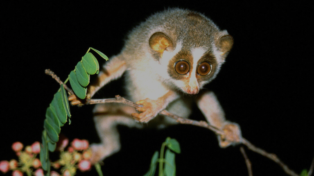 Slender Loris