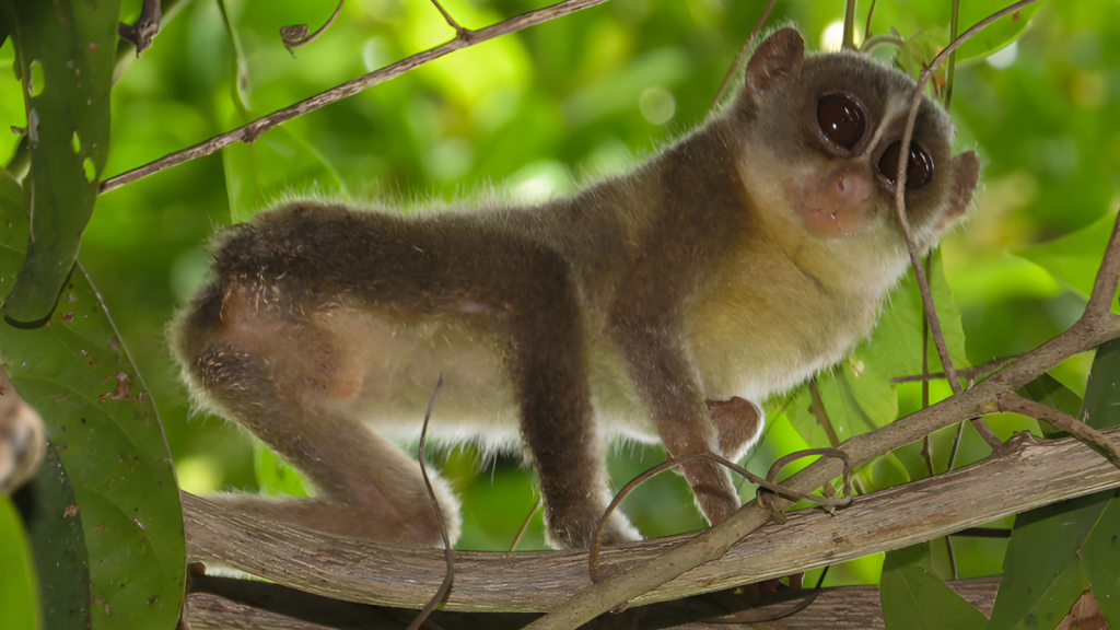 Slender Loris