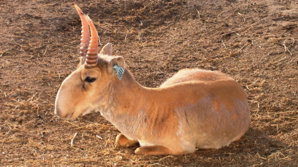 Saiga Antelope