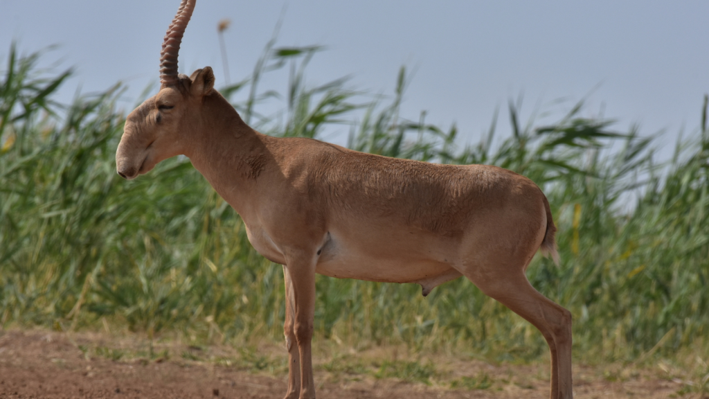 Saiga Antelope