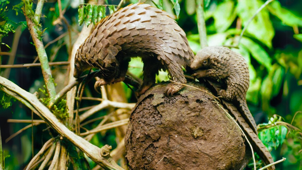 Pangolin