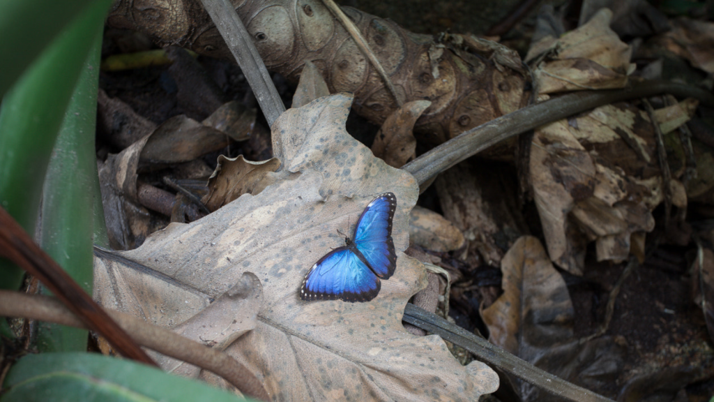 Blue Morpho Butterfly