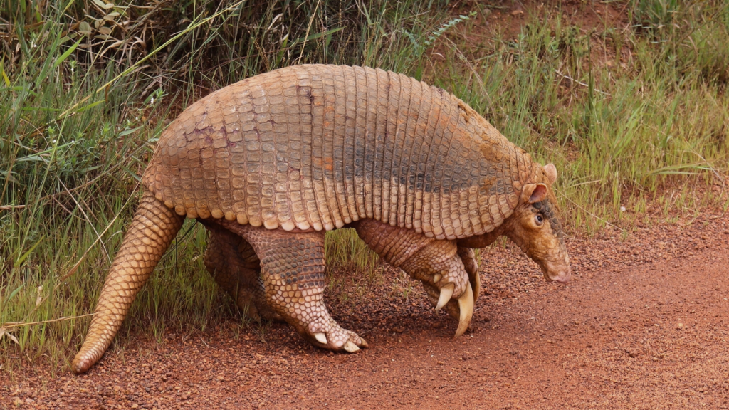 Giant Armadillo