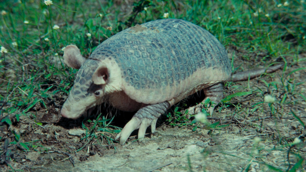 Giant Armadillo