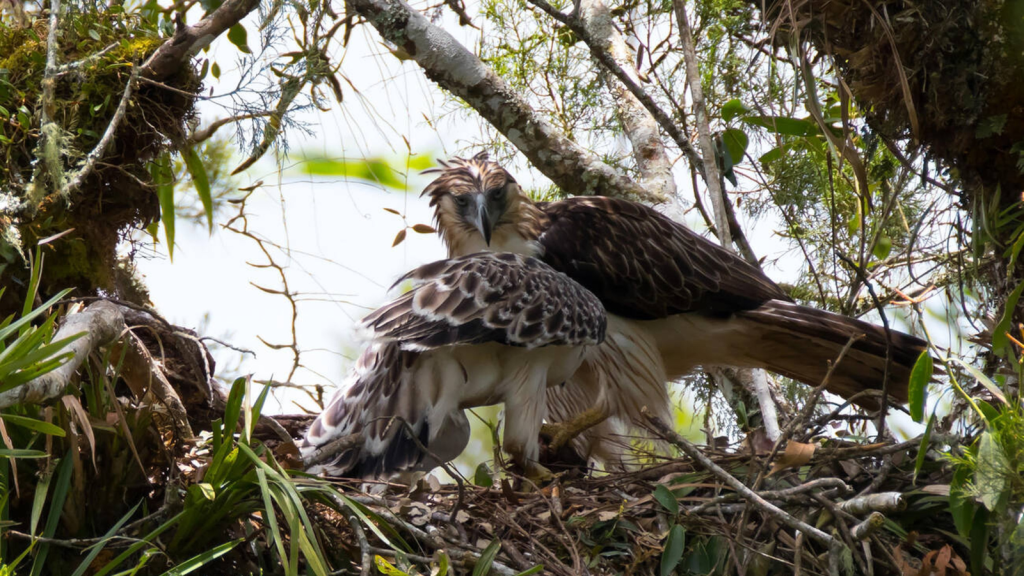 Philippine Eagle