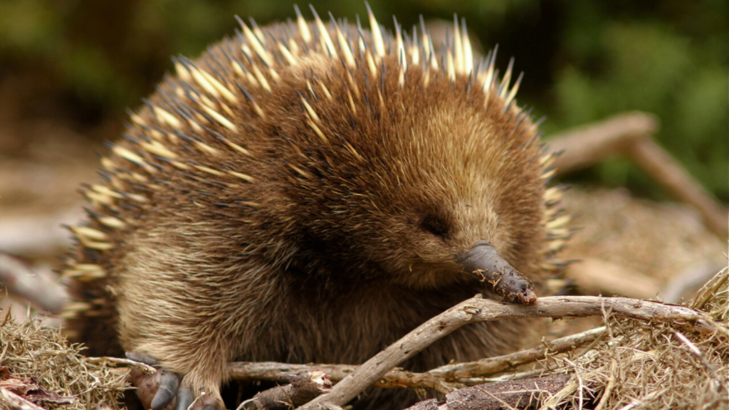 20 Facts You Didn't Know About the Echidna, Australia's Spiny Marvel