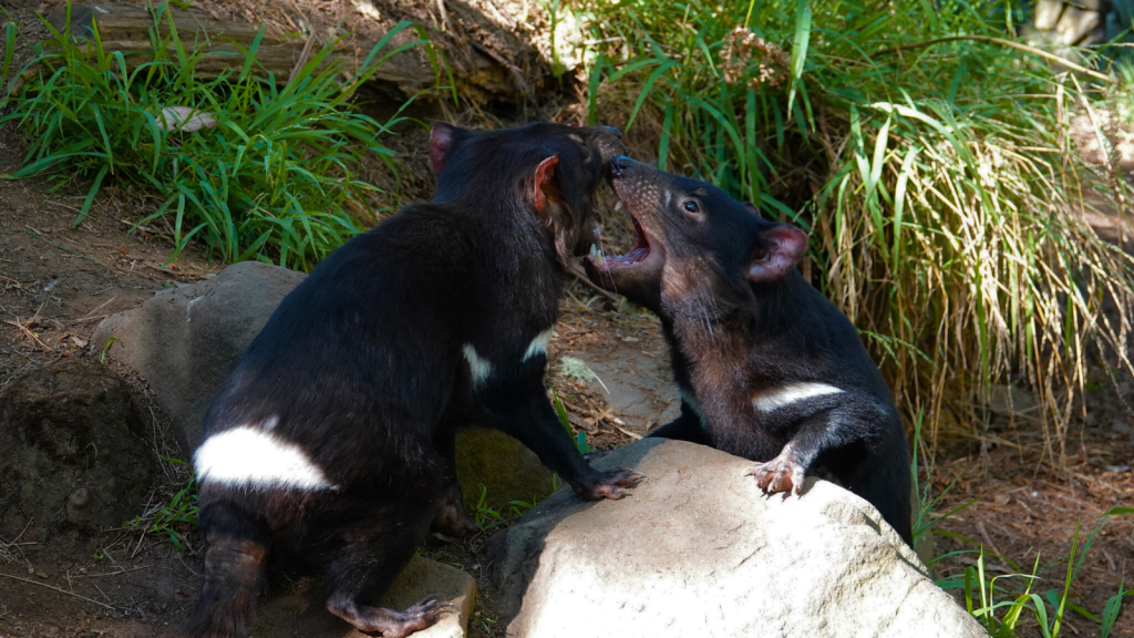 Tasmanian Devil