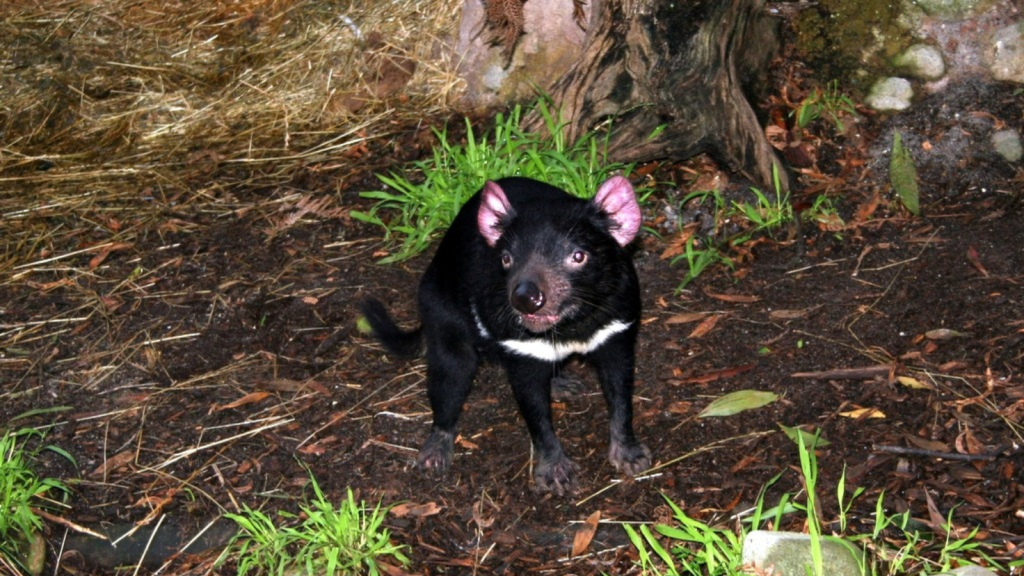 Tasmanian Devil