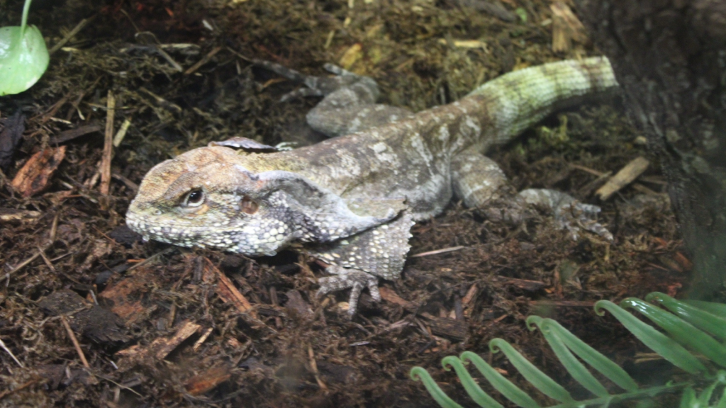 Frilled Lizard