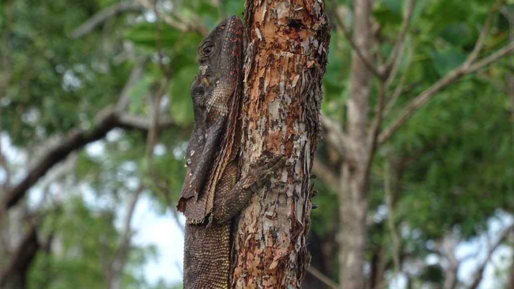 Frilled Lizard