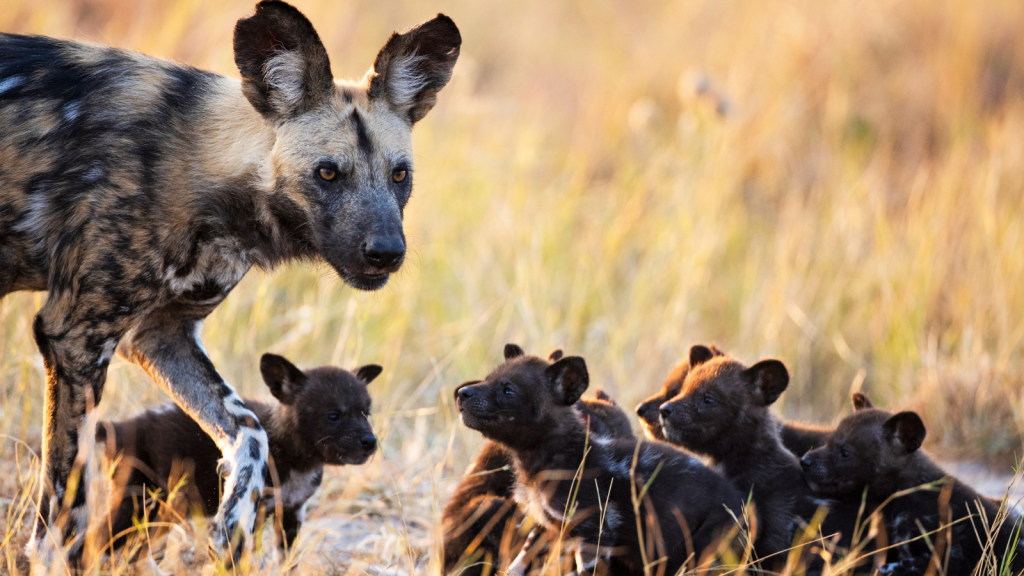 African Wild Dogs