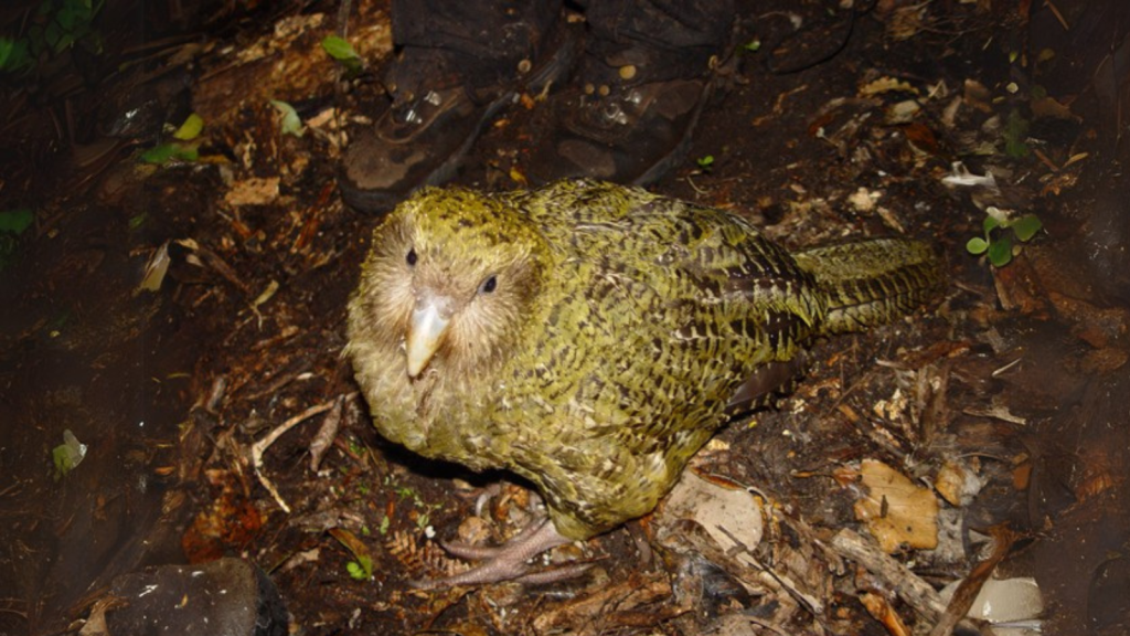 Kakapo