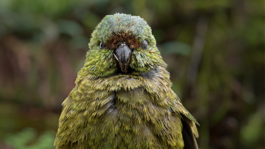 Kakapo