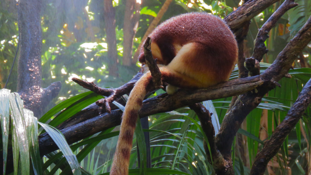 Tree Kangaroo