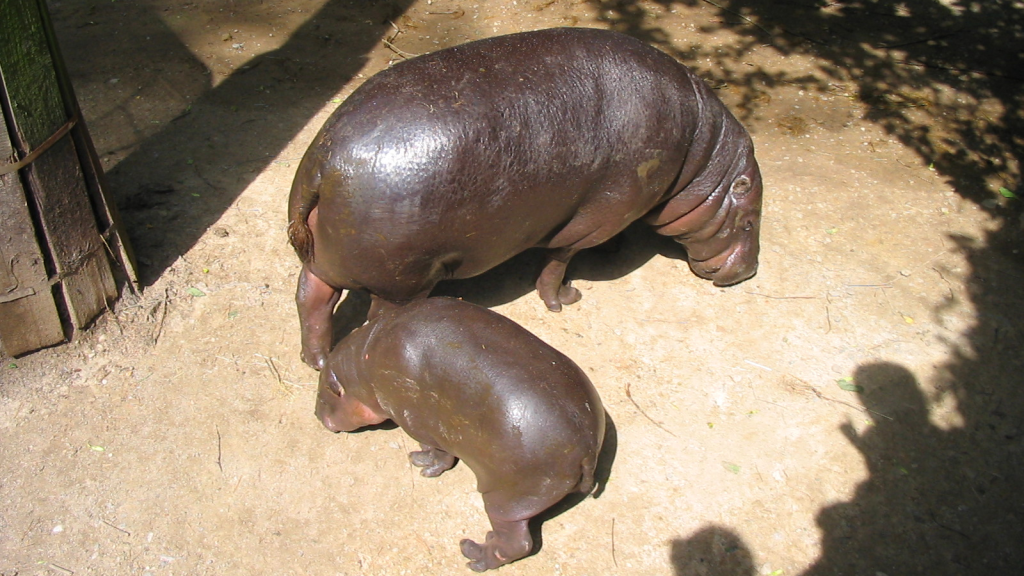 Pygmy Hippopotamus