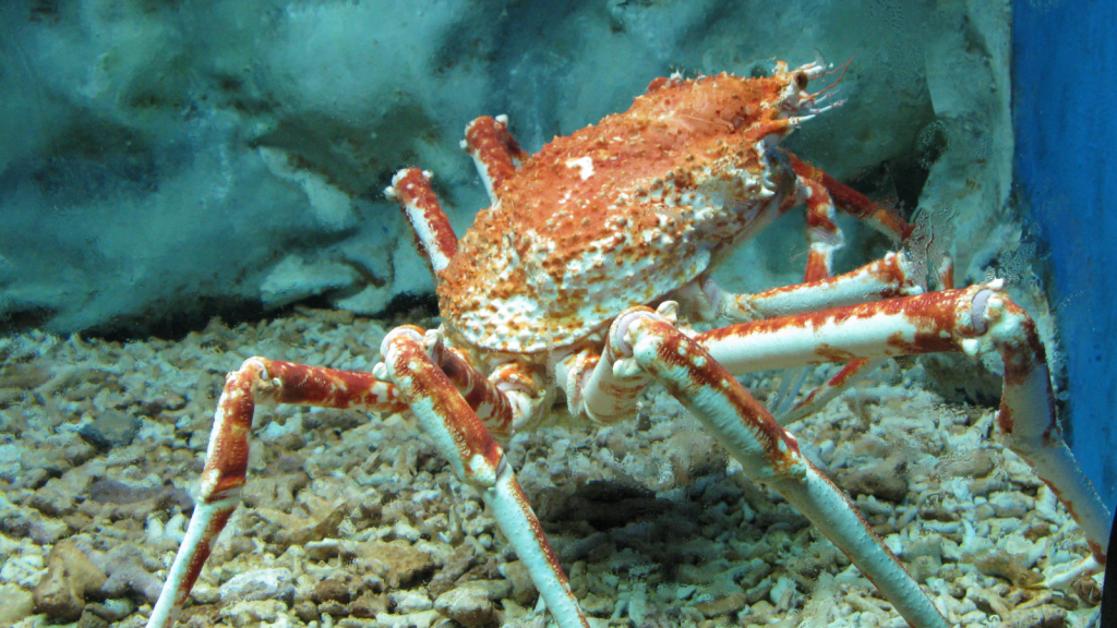 Japanese Spider Crab 