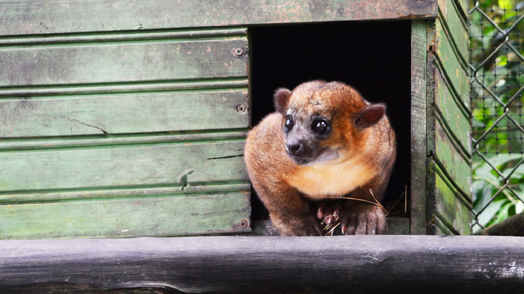 Kinkajou