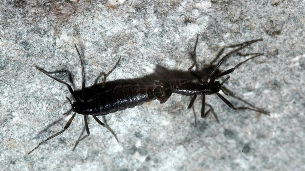 Antarctic Midge