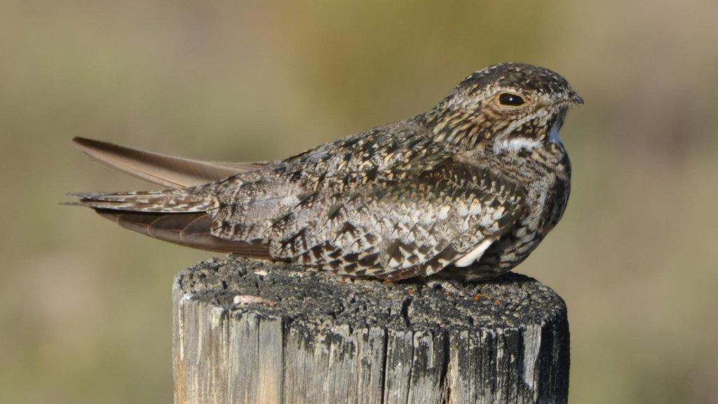 Common Nighthawk 