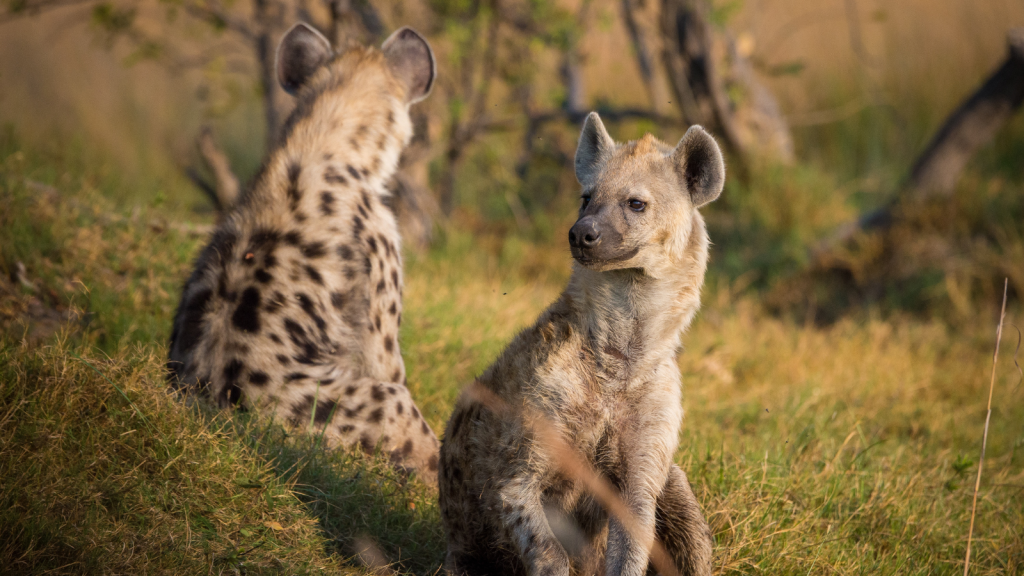 Spotted Hyenas