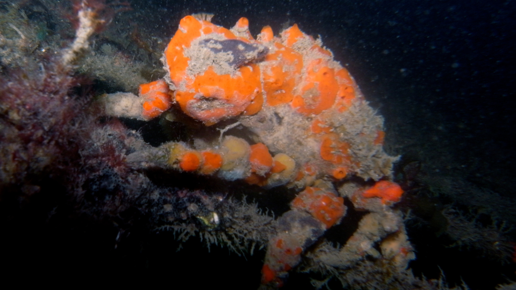 Decorator Crab