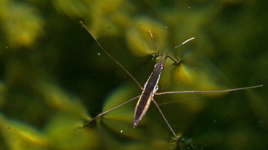 Water Strider