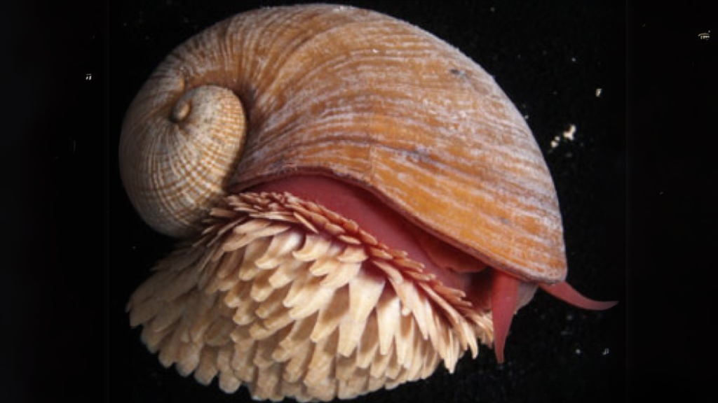 Scaly-Foot Snail