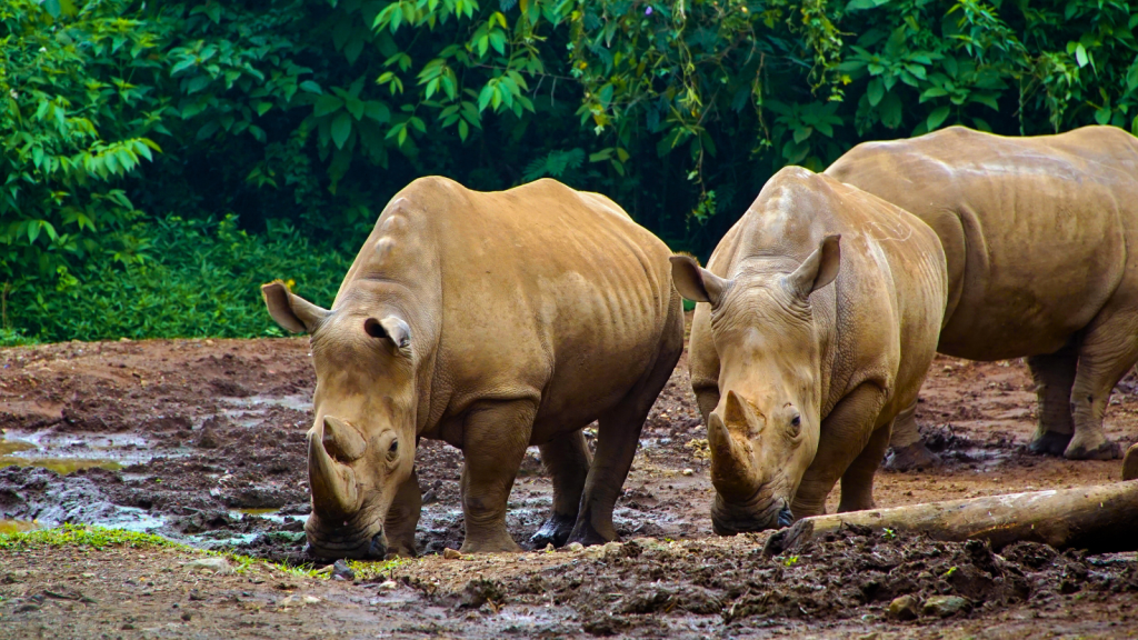 Sumatran Rhinoceros