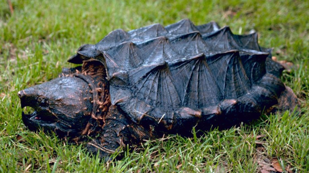 Alligator Snapping Turtle