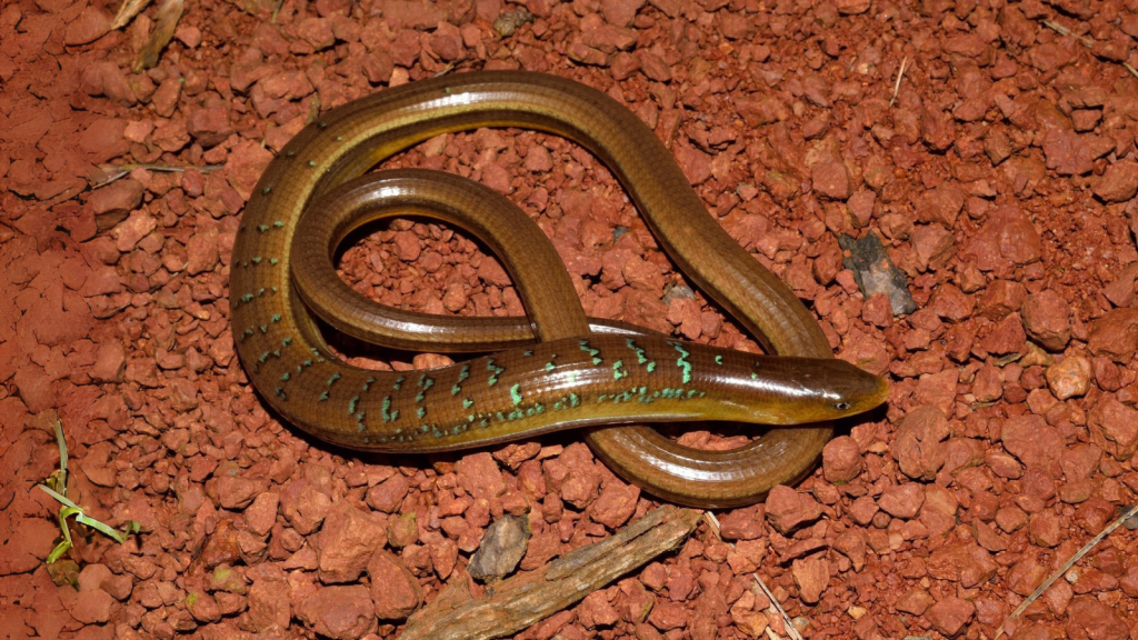 Asian Glass Lizard