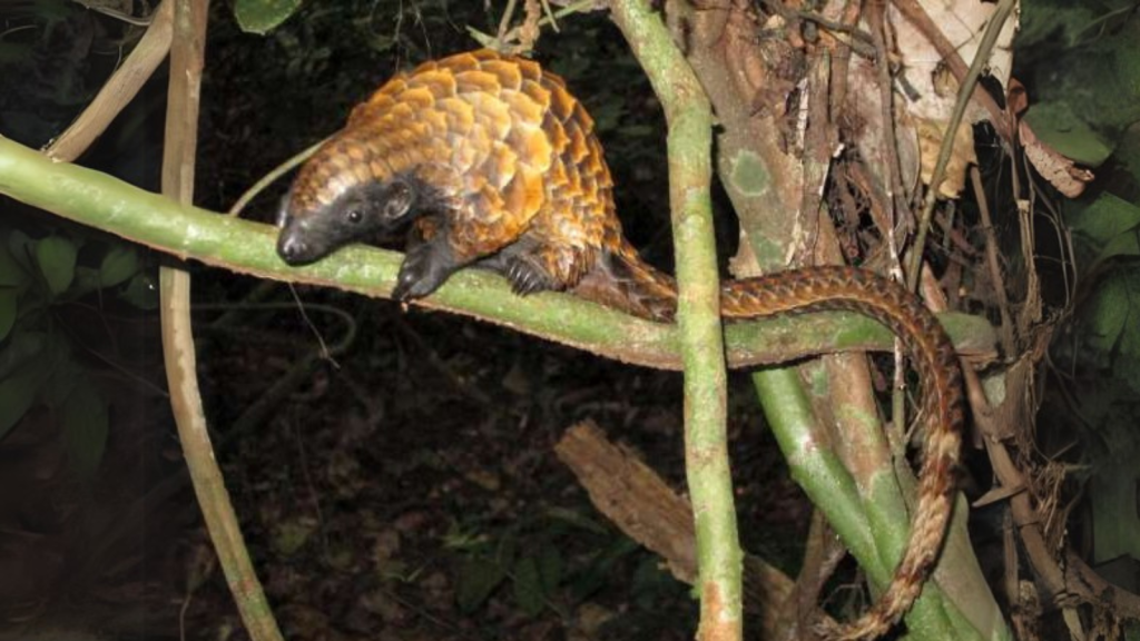 Long-Tailed Pangolin