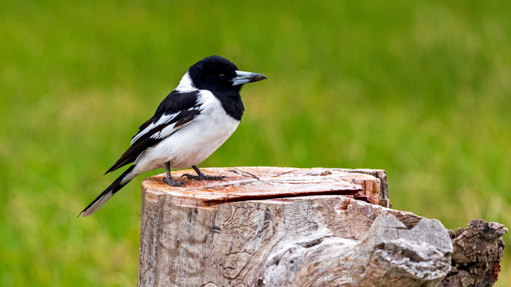 Pied Butcherbird