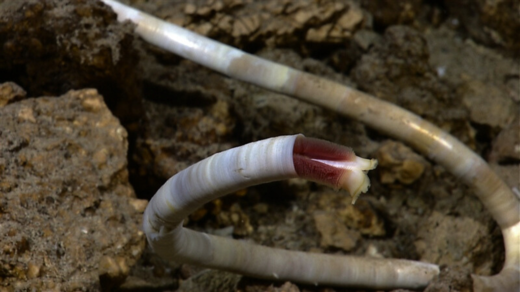 Tube Worm