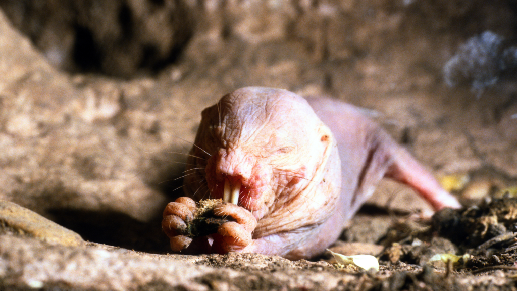 Naked Mole Rat | 15 Species That Survive in Toxic Environments