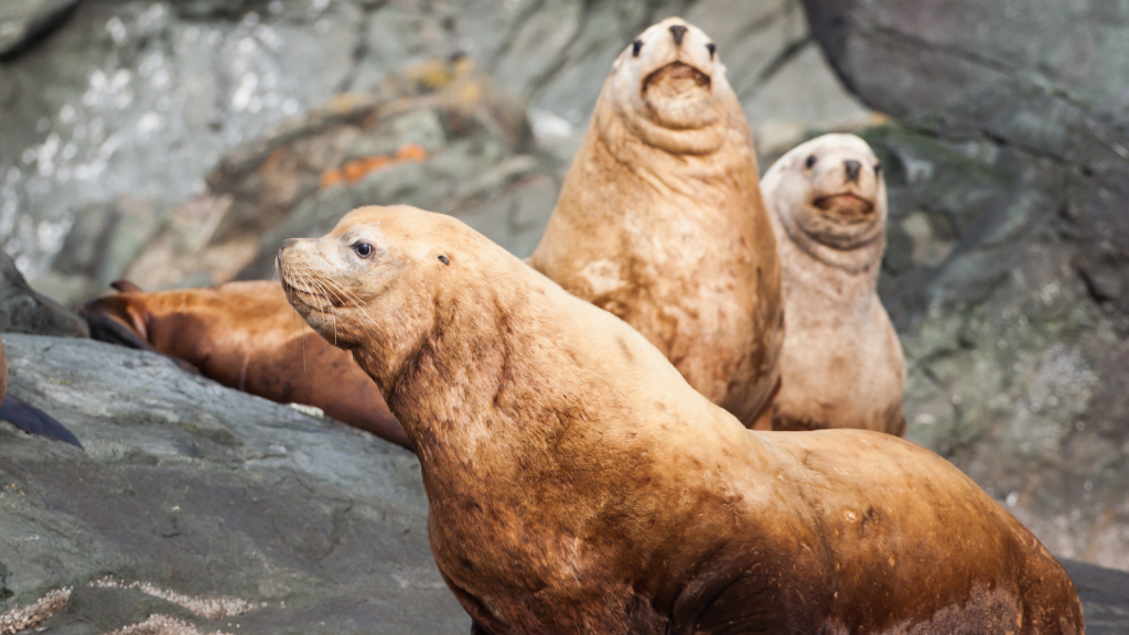 Steller Sea Lions | Ocean's Heavyweights: 15 Marine Mammals That Make Blue Whales Look Small