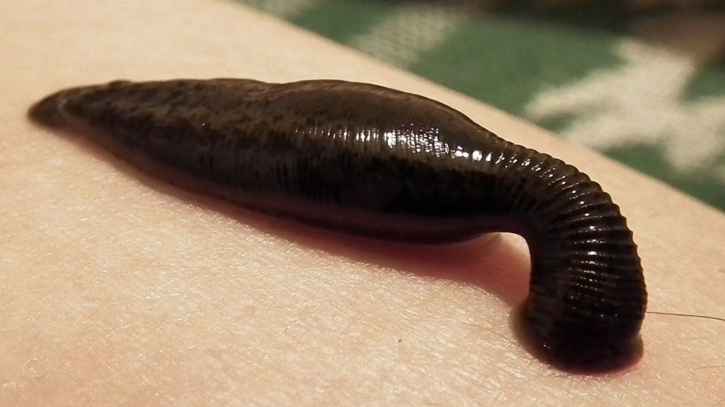 Medicinal Leech