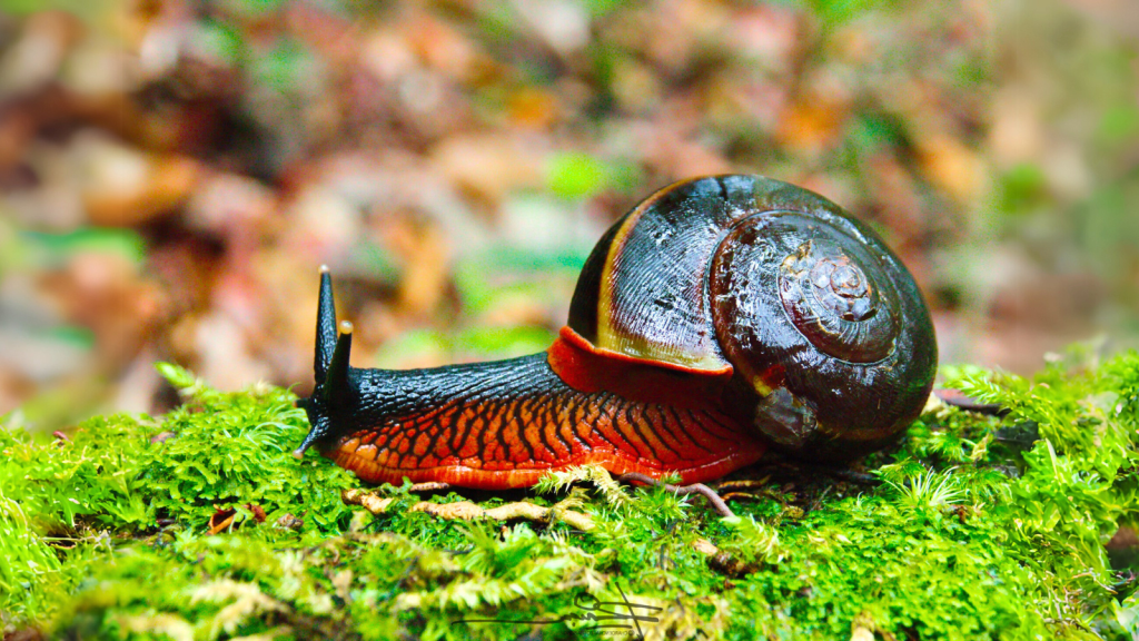 Vampire Snail