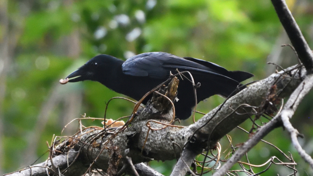 New Caledonian crow