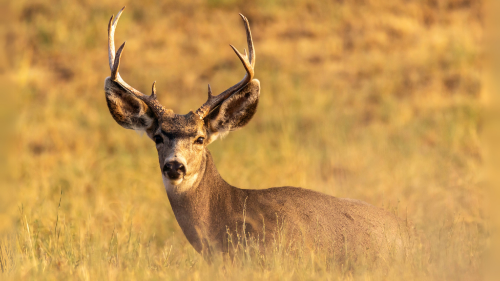 Deer | Regeneration Marvels: 13 Animals That Can Regrow Body Parts