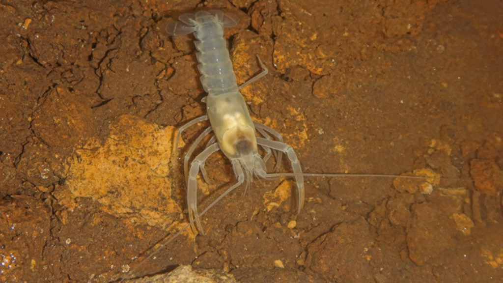 Cave Crayfish