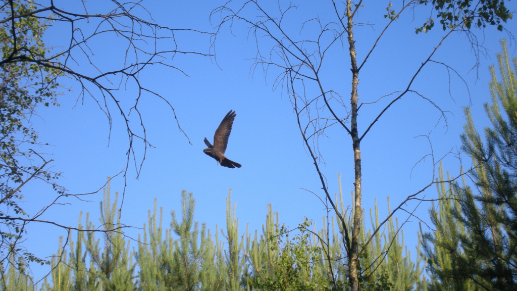 Nightjar