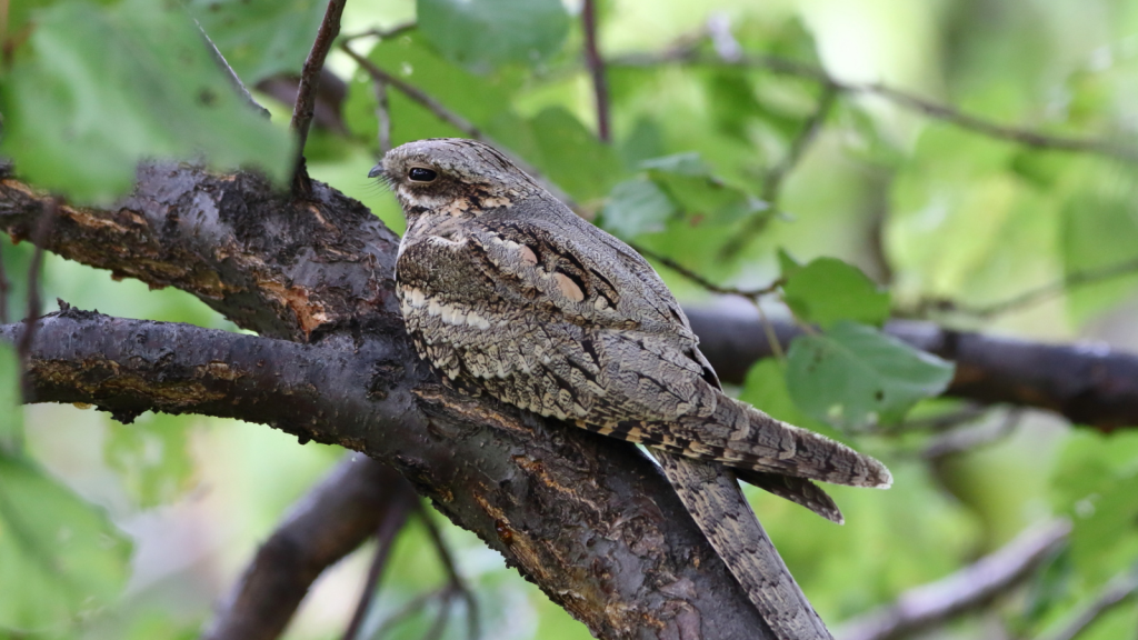 Nightjar