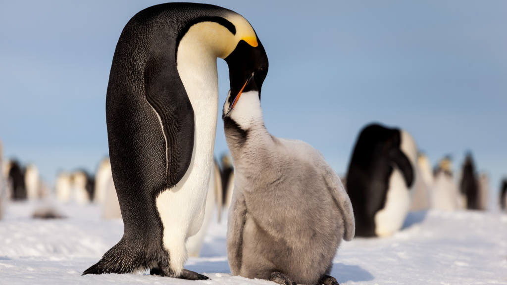 Emperor penguin