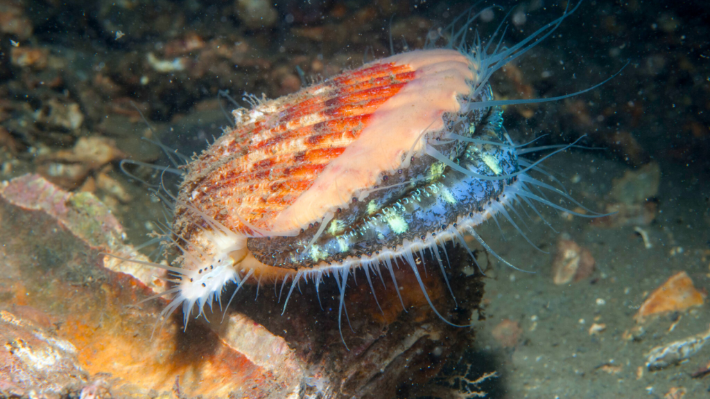 Queen Scallop