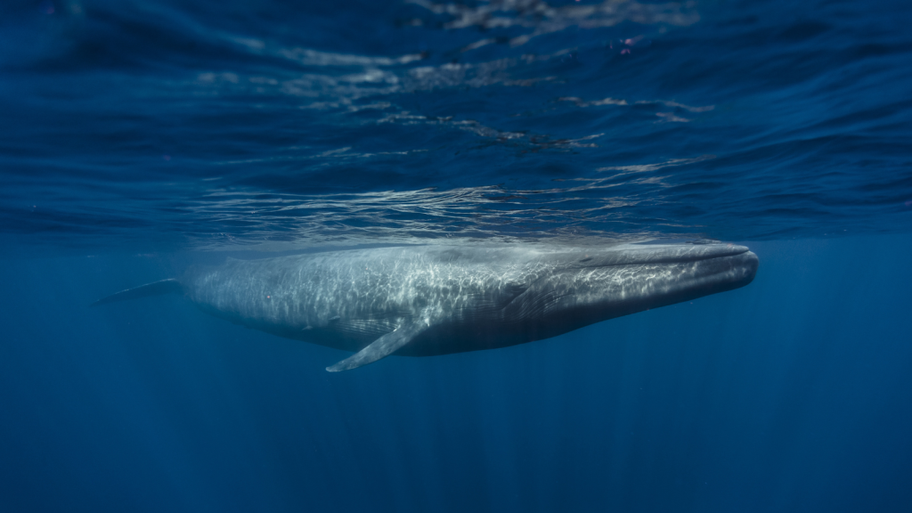 Blue Whale